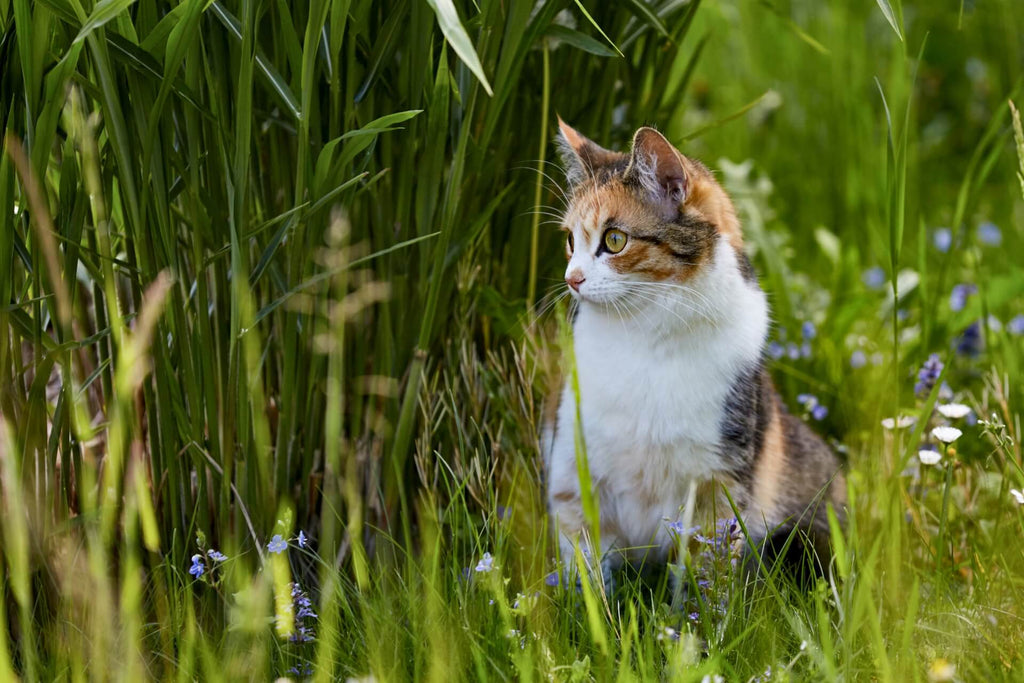 How We Created a Pet-Friendly Wildflower Seed Mix